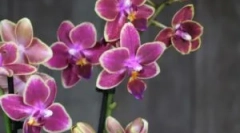 Co dělat, když hřebři začali v orchidejích